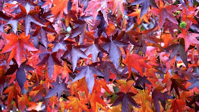 autumn leaf rubbings 