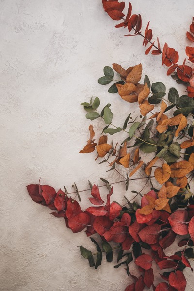 autumn leaves
